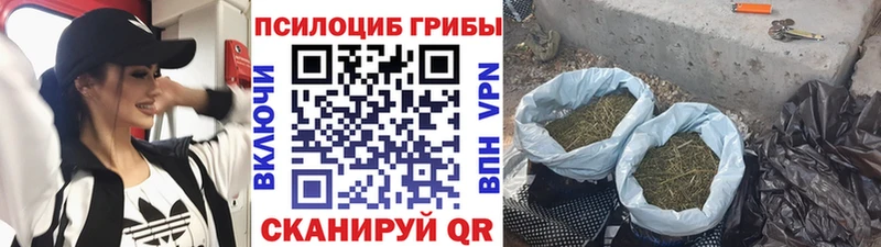 Псилоцибиновые грибы Cubensis  MEGA ТОР  Уржум 